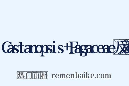 Castanopsis+Fagaceae反义词是什么意思的图片